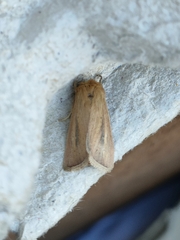 Sesamia nonagrioides