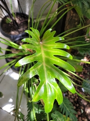 Thaumatophyllum xanadu