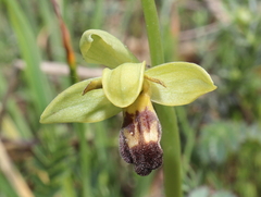 Ophrys vasconica