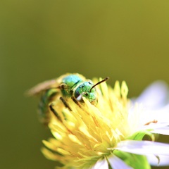 Agapostemon sericeus