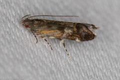 Anacampsis