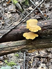 Phyllotopsis nidulans