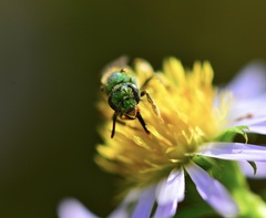 Agapostemon sericeus