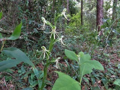 Habenaria quinqueseta