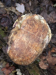 Pseudemys