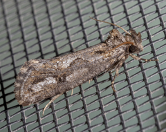 Acrolophus variabilis