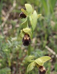 Ophrys vasconica
