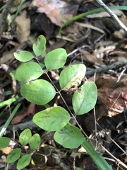 Symphoricarpos orbiculatus