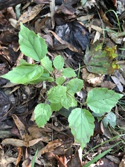 Viburnum rafinesqueanum
