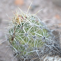 Coryphantha durangensis