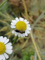 Caenohalictus