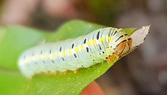 Argyrosticta decumana