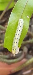 Argyrosticta decumana