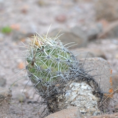Coryphantha durangensis