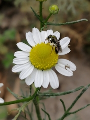 Caenohalictus