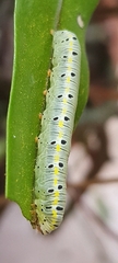 Argyrosticta decumana
