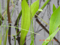 Alisma