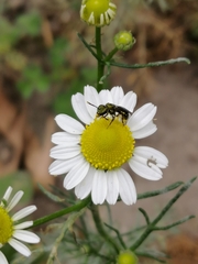 Caenohalictus