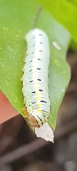 Argyrosticta decumana