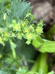 Alchemilla vulgaris