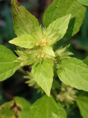 Acalypha virginica