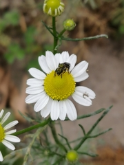 Caenohalictus