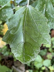 Populus alba