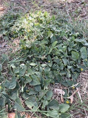 Cucumis melo