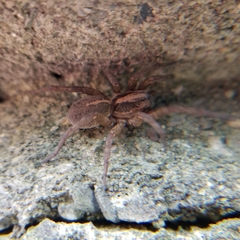 Trochosa