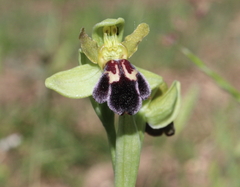 Ophrys vasconica