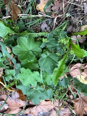 Alchemilla vulgaris