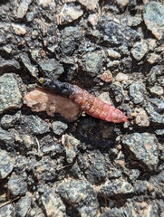 Misogada unicolor