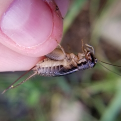 Velarifictorus micado