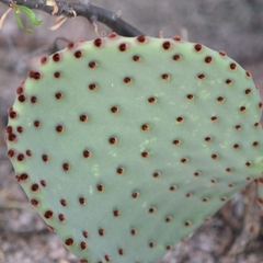Opuntia rufida