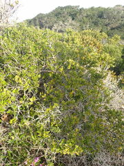 Robsonodendron maritimum