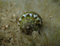 Conus ventricosus