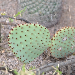 Opuntia rufida