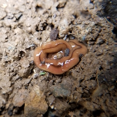 Bipalium adventitium