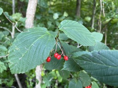 Viburnum setigerum