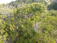 Robsonodendron maritimum