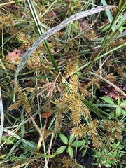 Cyperus erythrorhizos