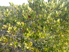 Robsonodendron maritimum