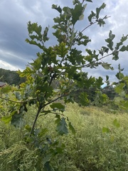 Quercus robur