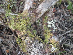Robsonodendron maritimum