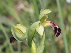 Ophrys vasconica