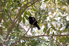 Passeriformes