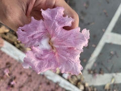 Tabebuia rosea