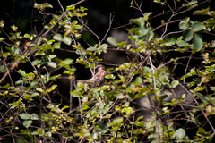 Passer domesticus