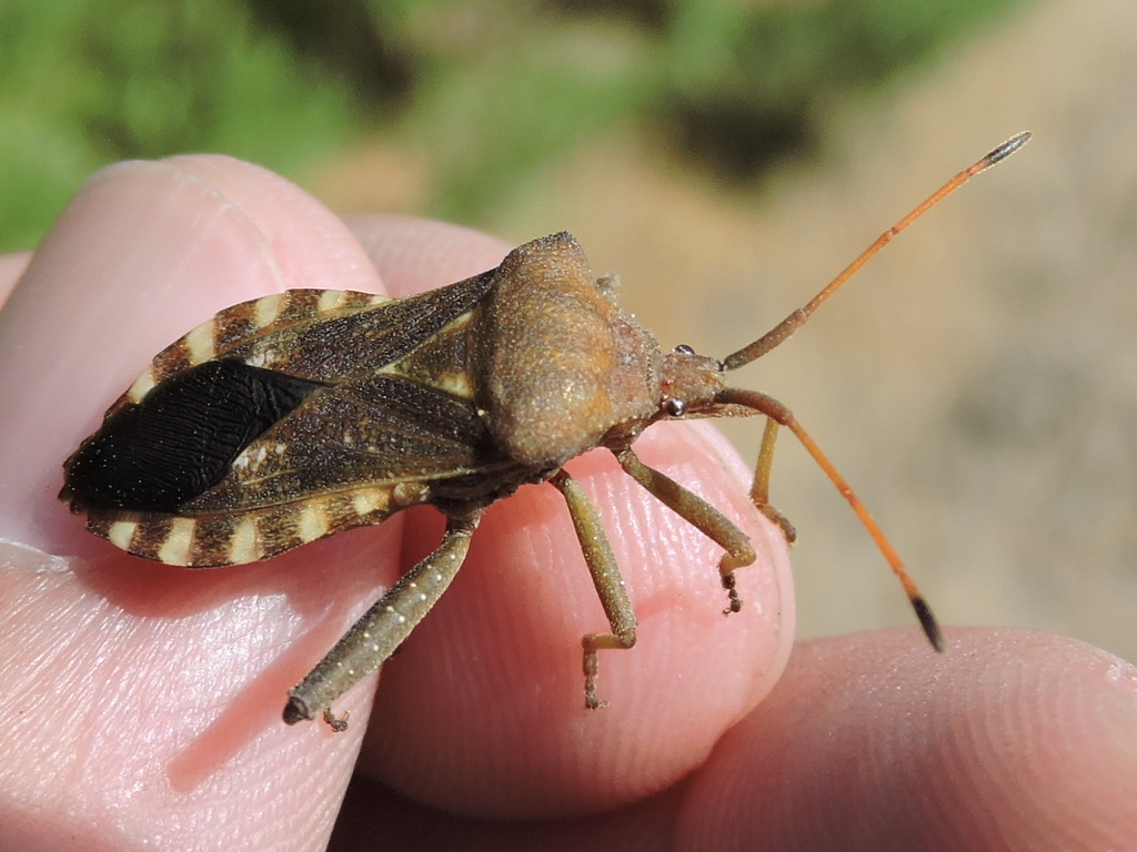 Mozena obtusa