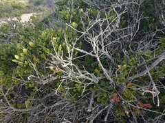 Robsonodendron maritimum
